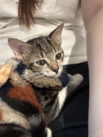 Quỳnh Hương
