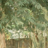 Sang Lê