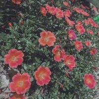Phương Nam