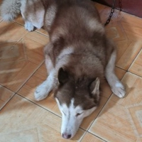 Bùi Quốc Cường