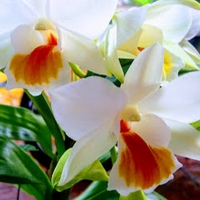 Bán xe Ablade 2019 rất mới