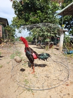 Nguyễn Mạnh Quân