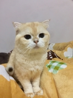 Duy Hùng