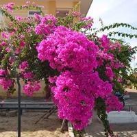 Phong Cao
