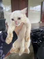 Nguyễn quang thắng