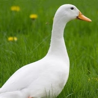 Nguyễn Viết Thành