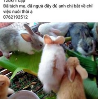 Đỗ Kiên