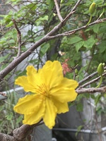 Chị Út
