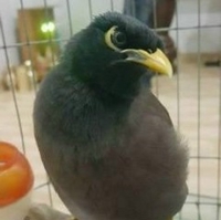 Huỳnh Ngọc Gia Phước