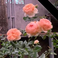 Nguyễn Thị Phương Dung