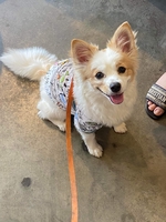 Cún xinh nhà nuôi HCM