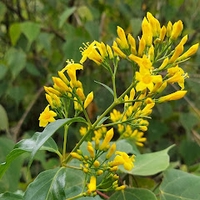 Hòa Đinh Ngọc