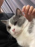 Bo
