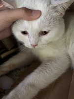 Hân