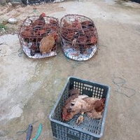 Trại Gà Thanh Đông