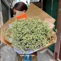 Trần Bảo Ngọc