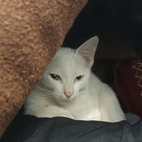 Nguyễn Mạnh Cường