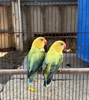 Vẹt Lovebird
