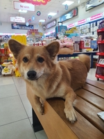 Hải Đăng