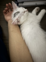 Thảo