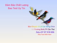Bảo Chim Cảnh