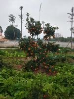 HOANG