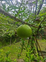 Mr Hảo