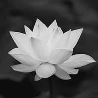 Hồng Phương
