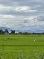 Thanh Hiếu