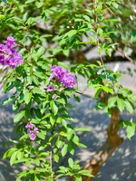 MT Hiếu