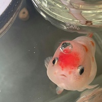 Ranchu nhà Chou 