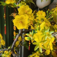 Cường