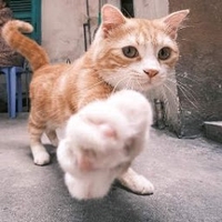 Nhựt Hào Nguyễn