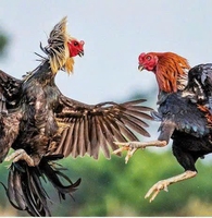 Gà Nòi Đá Lấu 