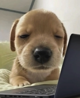 Nhật Khánh Nguyễn