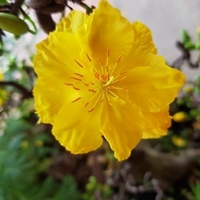 Huỳnh Lộc