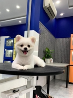 Phan Thị Kim Ngân