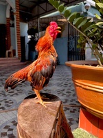 Đặng Hoàng Anh