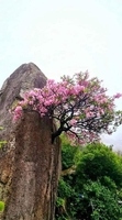 Bùi Tới 