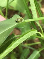 Nguyễn Thái Bình