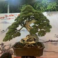 Nguyenhuybao