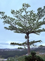 Vạn Thái