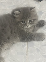 Meo Meo đồ ăn siu rẻ