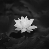 Thanh Binh