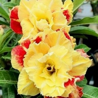 Phạm Thủy