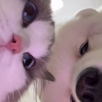 Manh Manh Tiểu Tiên Nữ