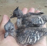 Cu Gáy Giáp Cườm