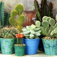 nguyễn thị hồng thu xuân