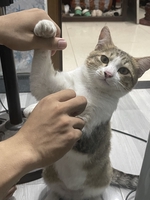 NGUYỄN THỊ ÁNH HỒNG