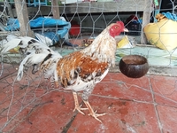 Tiên Nữ Cu Bự